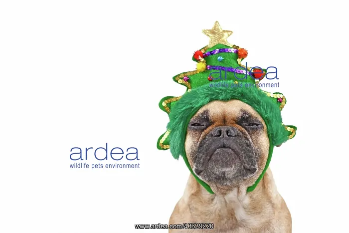 : Dog with Christmas tree on head. French Bulldog : Dog with Christmas tree on head. French Bulldog