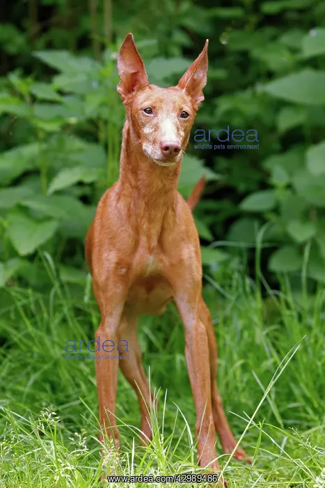  : Dog - Cinerco dell'Etna