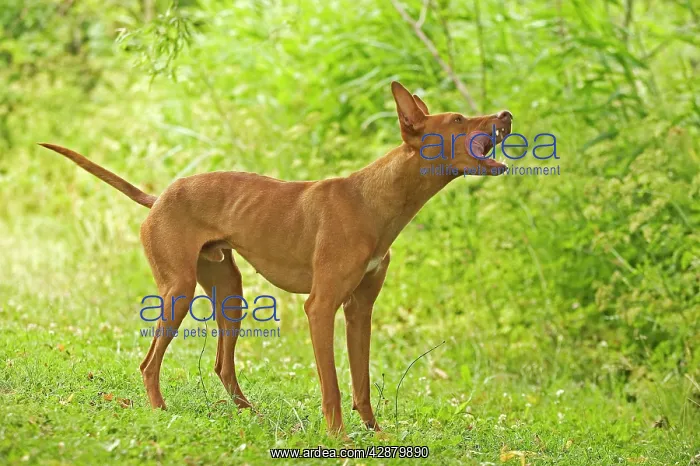 : DOG - Cirneco dell'Etna / Sicilian Greyhound : DOG - Cirneco dell'Etna / Sicilian Greyhound