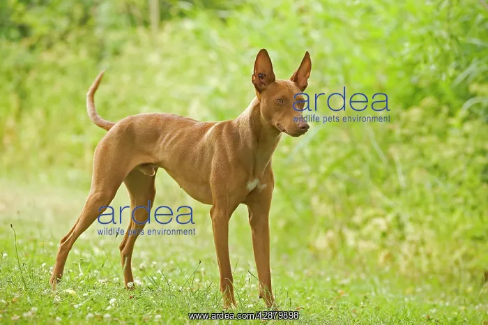: DOG - Cirneco dell'Etna / Sicilian Greyhound : DOG - Cirneco dell'Etna / Sicilian Greyhound