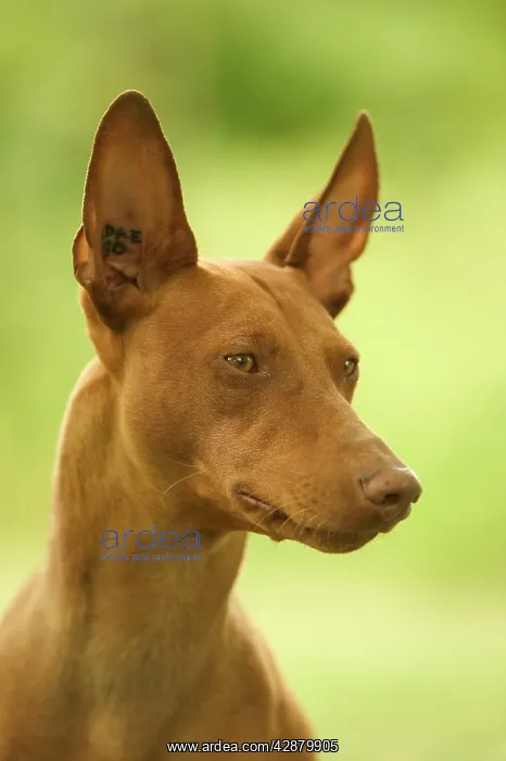 : DOG - Cirneco dell'Etna / Sicilian Greyhound : DOG - Cirneco dell'Etna / Sicilian Greyhound
