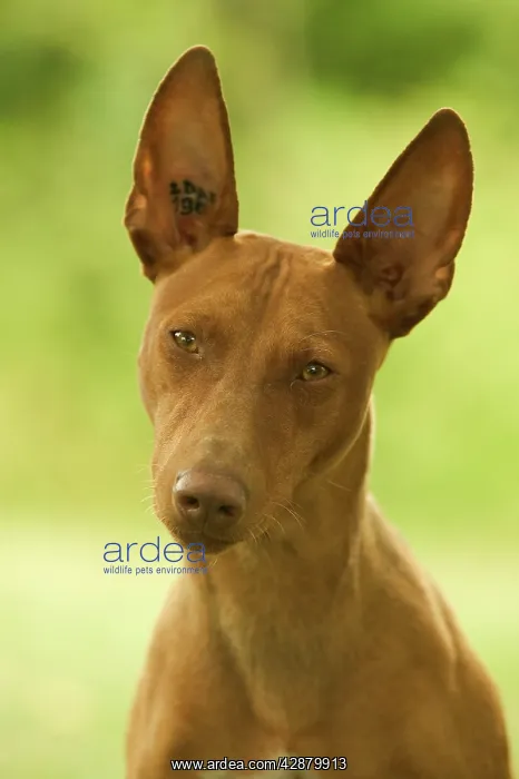 : DOG - Cirneco dell'Etna / Sicilian Greyhound : DOG - Cirneco dell'Etna / Sicilian Greyhound