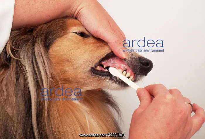 : DOG - CLEANING DOG'S TEETH : DOG - CLEANING DOG'S TEETH