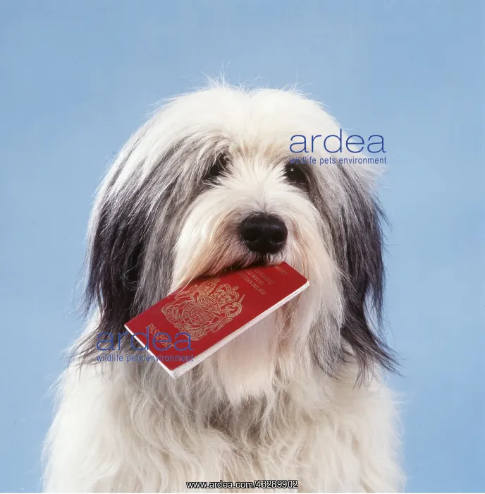 : DOG - close up with passport : DOG - close up with passport