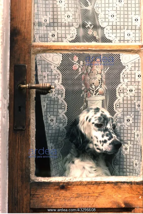 : DOG - close-up of head by lace curtain across window : DOG - close-up of head by lace curtain across window