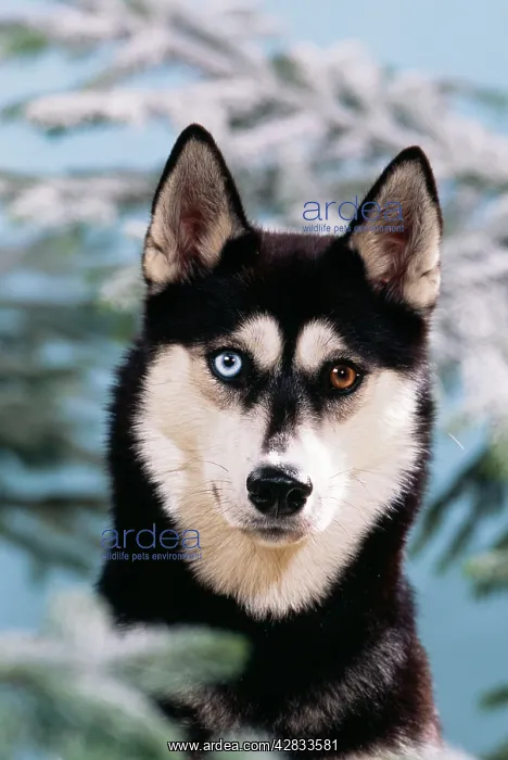 : DOG - close-up of Siberian Husky with odd-coloured : DOG - close-up of Siberian Husky with odd-coloured