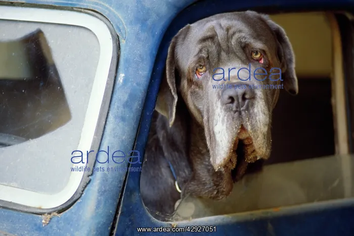  : Dog - close-up wrinkly head in blue car window