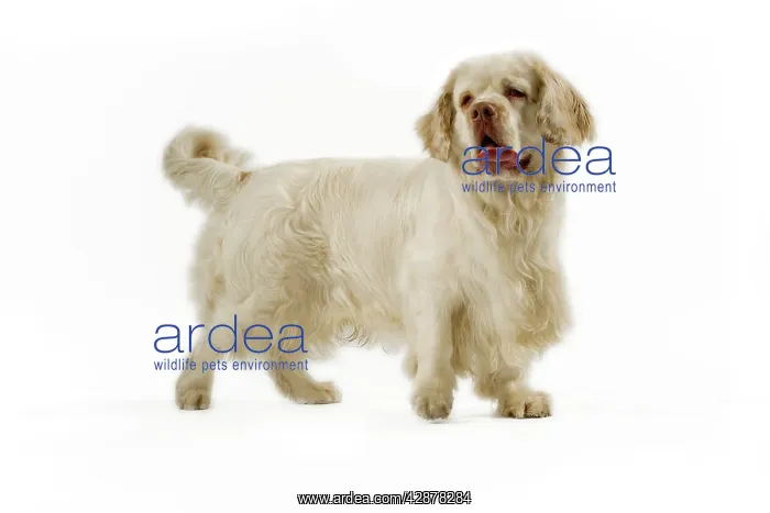  : Dog - Clumber Spaniel