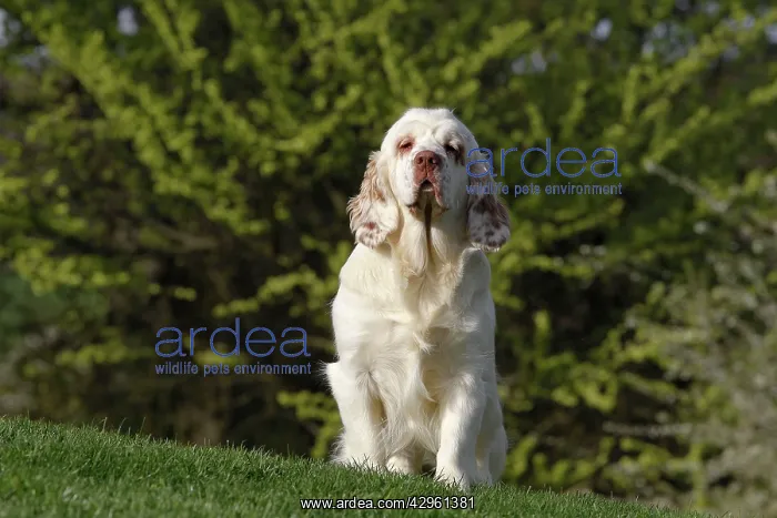  : Dog - Clumber Spaniel