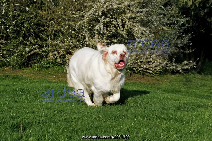  : Dog - Clumber Spaniel
