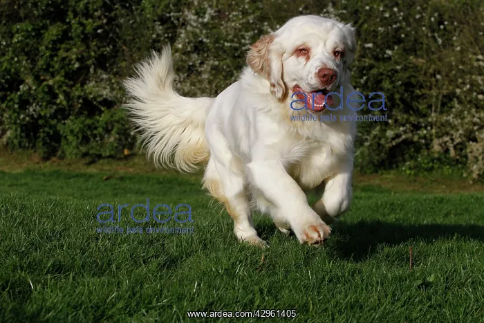  : Dog - Clumber Spaniel