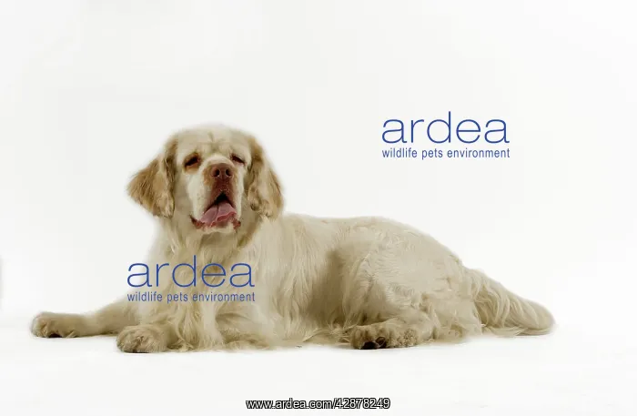  : Dog - Clumber Spaniel, lying down