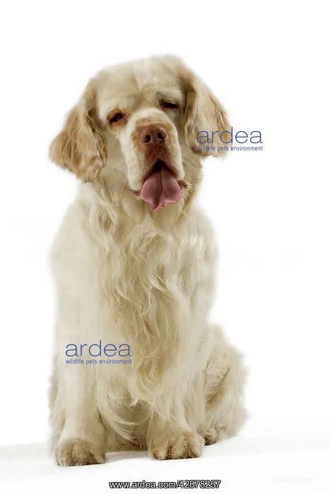  : Dog - Clumber Spaniel - Sitting down