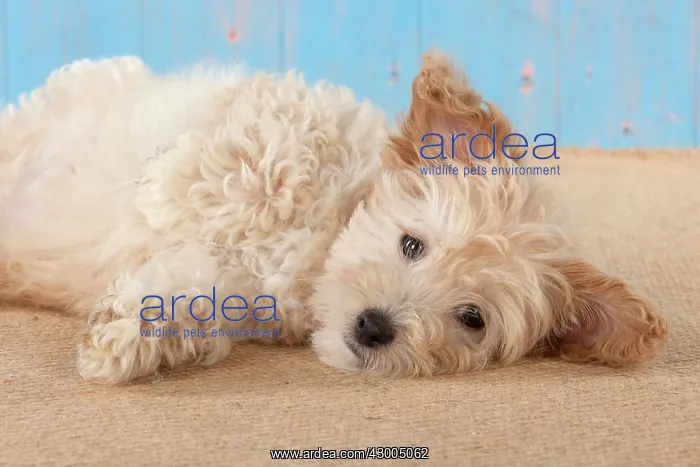 : Dog Cockapoo (7 weeks old ) : Dog Cockapoo (7 weeks old )