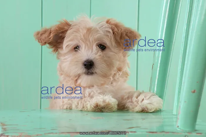  : Dog Cockapoo (7 weeks old ) with chair