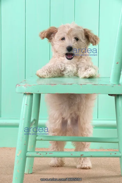  : Dog Cockapoo (7 weeks old ) with chair