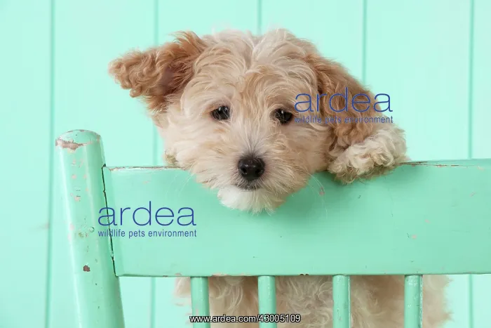  : Dog Cockapoo (7 weeks old ) with chair