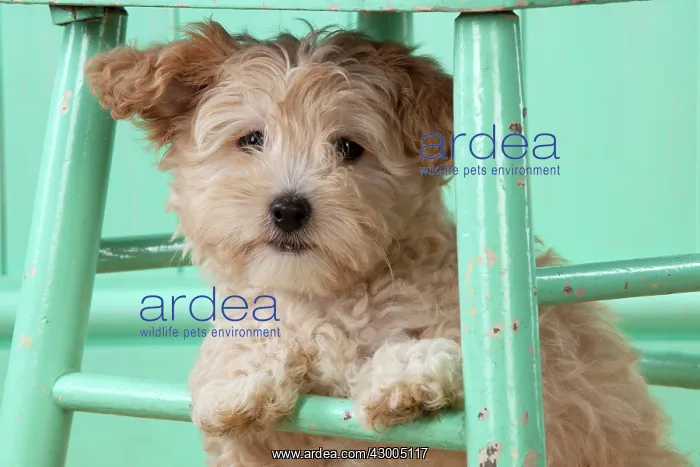  : Dog Cockapoo (7 weeks old ) with chair