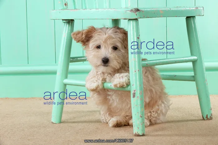  : Dog Cockapoo (7 weeks old ) with chair