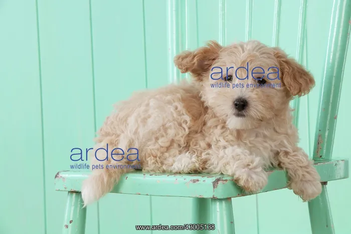  : Dog Cockapoo (7 weeks old ) with chair
