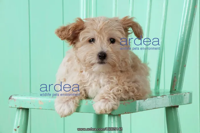  : Dog Cockapoo (7 weeks old ) with chair
