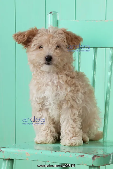  : Dog Cockapoo (7 weeks old ) with chair