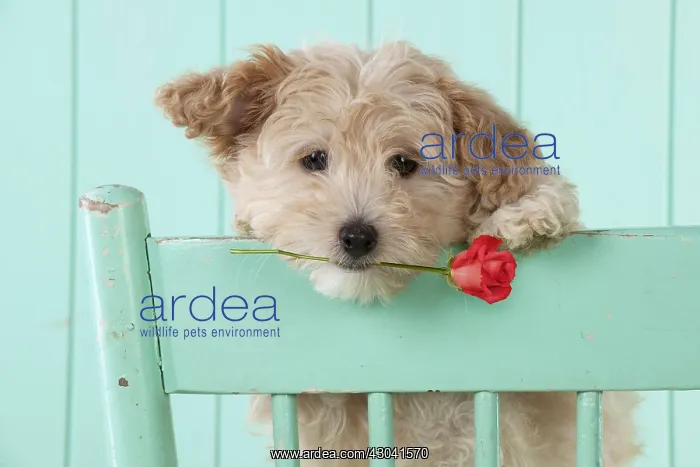 : DOG - Cockapoo (7 weeks old ) with chair holding a red rose : DOG - Cockapoo (7 weeks old ) with chair holding a red rose