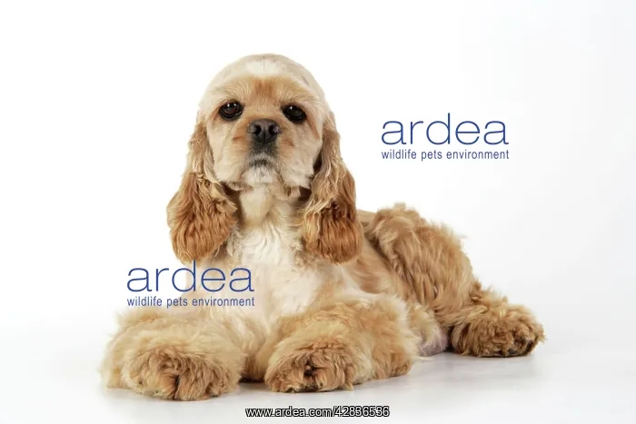 : Dog. Cocker Spaniel : Dog. Cocker Spaniel