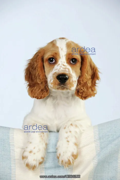  : DOG - Cocker spaniel