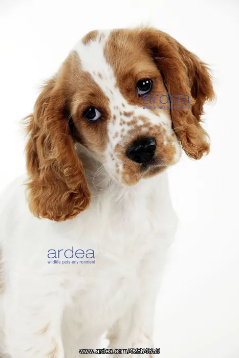  : DOG - Cocker spaniel