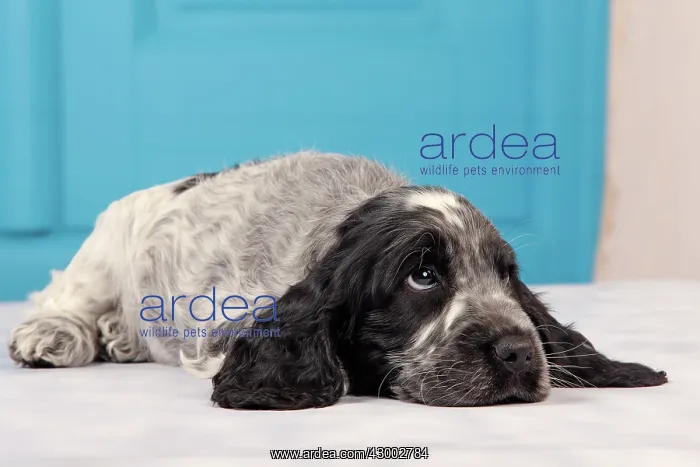 : Dog - Cocker Spaniel : Dog - Cocker Spaniel
