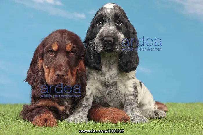 : Dog - Cocker Spaniel : Dog - Cocker Spaniel