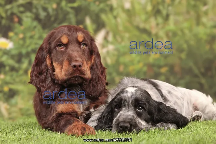 : Dog - Cocker Spaniel : Dog - Cocker Spaniel
