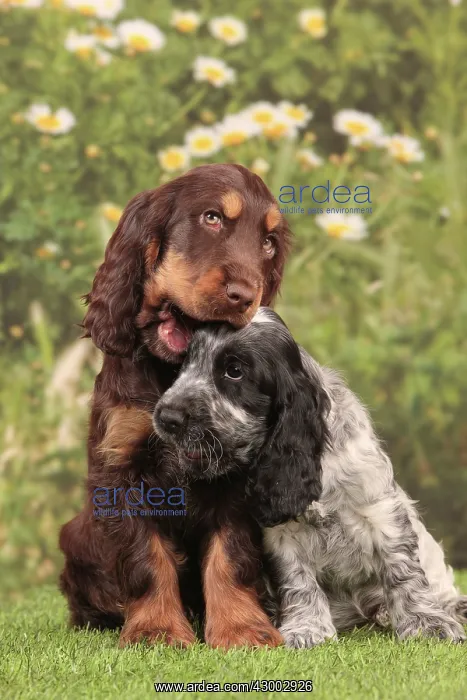: Dog - Cocker Spaniel : Dog - Cocker Spaniel