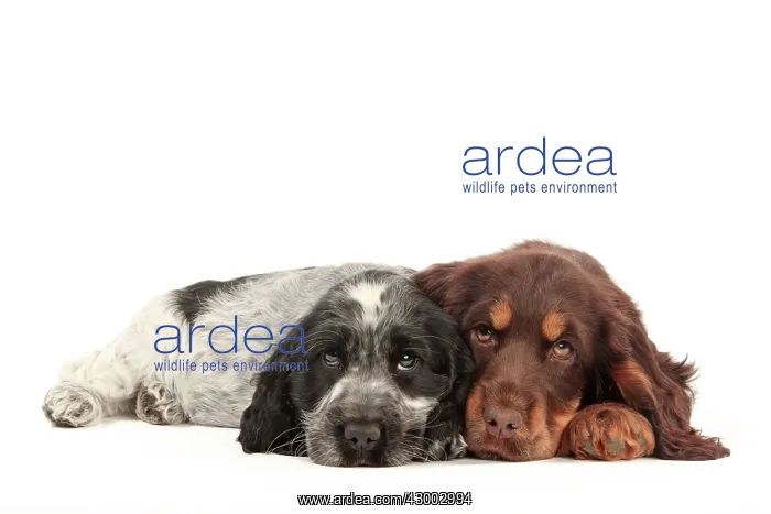 : Dog - Cocker Spaniel : Dog - Cocker Spaniel