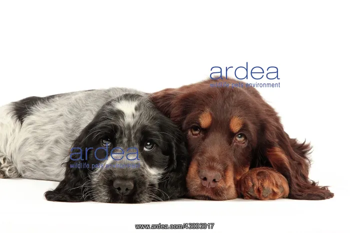 : Dog - Cocker Spaniel : Dog - Cocker Spaniel