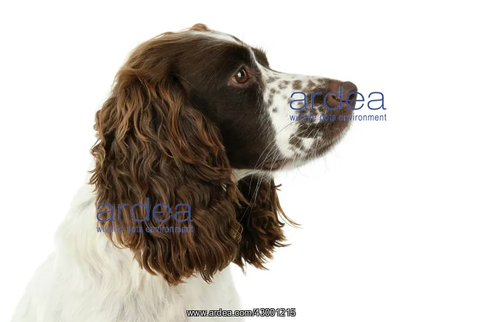 : Dog. Cocker Spaniel, adult, head shot, portrait : Dog. Cocker Spaniel, adult, head shot, portrait