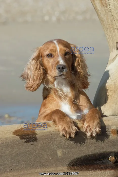 : Dog Cocker Spaniel on the beach looking over break water : Dog Cocker Spaniel on the beach looking over break water