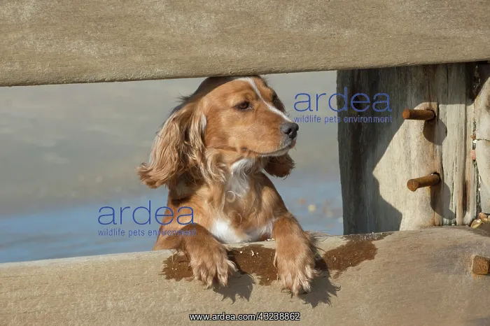 : Dog Cocker Spaniel on the beach looking over break water : Dog Cocker Spaniel on the beach looking over break water