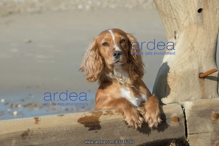 : Dog Cocker Spaniel on the beach looking over break water : Dog Cocker Spaniel on the beach looking over break water