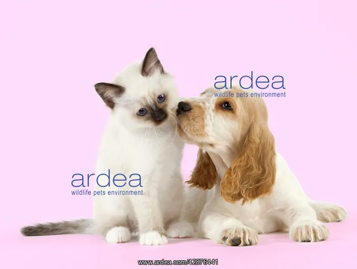  : Dog - Cocker Spaniel wIth Birman kitten