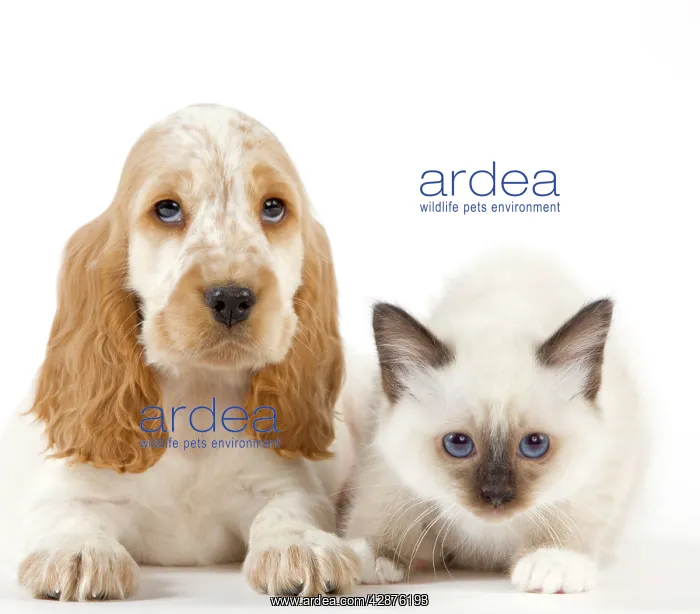 : Dog - Cocker Spaniel with Cat - Birman kitten : Dog - Cocker Spaniel with Cat - Birman kitten