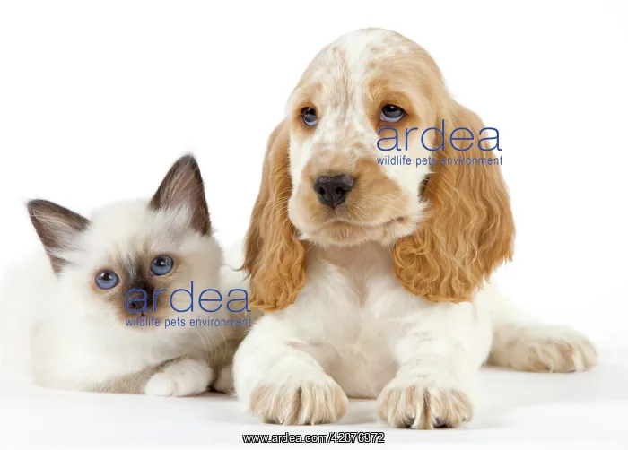 : Dog - Cocker Spaniel with Cat - Birman kitten : Dog - Cocker Spaniel with Cat - Birman kitten