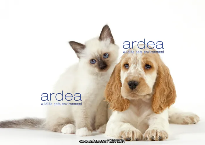 : Dog - Cocker Spaniel with Cat - Birman kitten : Dog - Cocker Spaniel with Cat - Birman kitten