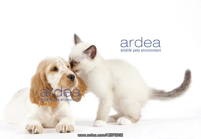 : Dog - Cocker Spaniel with Cat - Birman kitten : Dog - Cocker Spaniel with Cat - Birman kitten