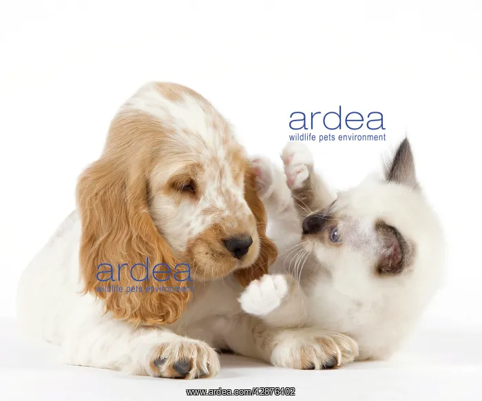  : Dog - Cocker Spaniel with Cat - Birman kitten