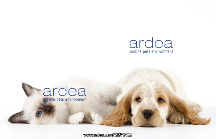: Dog - Cocker Spaniel with Cat - Birman kitten : Dog - Cocker Spaniel with Cat - Birman kitten