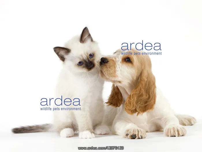 : Dog - Cocker Spaniel with Cat - Birman kitten : Dog - Cocker Spaniel with Cat - Birman kitten