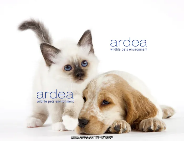 : Dog - Cocker Spaniel with Cat - Birman kitten : Dog - Cocker Spaniel with Cat - Birman kitten