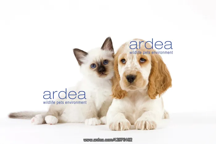 : Dog - Cocker Spaniel with Cat - Birman kitten : Dog - Cocker Spaniel with Cat - Birman kitten